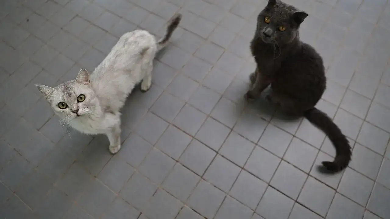 Antalya’da Patili Dostlar İçin Umut Yılı: Binlerce Can Kurtarıldı! 4